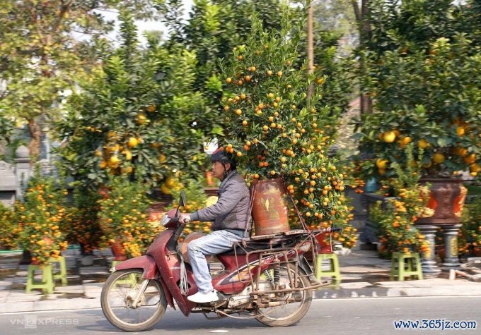 Người lao động ở Hưng Yên chở quất cảnh đi tiêu thụ sáng 17/1. Ảnh: Hoàng Giang